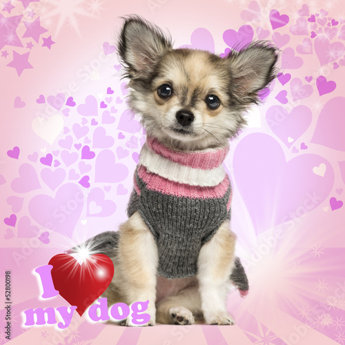 Photo: Chihuahua puppy sitting on heart background Chihuahua puppy sitting on heart background