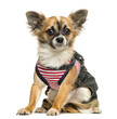 Dressed up Chihuahua sitting, looking at the camera