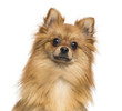 Close-up of a German Spitz, 1 year old, isolated on white