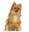 German Spitz sitting, 1 year old, isolated on white