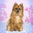 German Spitz looking at the camera on designed background