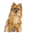 German Spitz sitting, looking at the camera, 1 year old