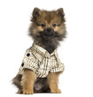 Dressed-up Spitz puppy sitting, looking at the camera, 4 months