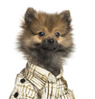Close-up of a Spitz puppy wearing a checked shirt, 4 months old