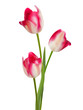 Bouquet of tulips on a white background. EPS 8