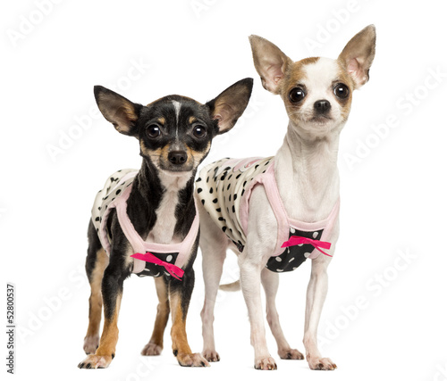 Photo: Two dressed up Chihuahuas standing, 1 and 4 years old Two dressed up Chihuahuas standing, 1 and 4 years old