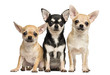 Tree Chihuahuas next to each other, looking at the camera