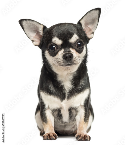Photo: Chihuahua sitting, looking at the camera, 7 months old, isolated Chihuahua sitting, looking at the camera, 7 months old, isolated