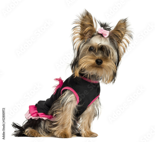 Photo: Dressed-up Yorkshire Terrier puppy, looking at the camera Dressed-up Yorkshire Terrier puppy, looking at the camera