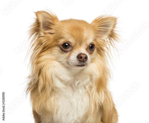 Photo: Close-up of a Chihuahua, 18 months old, isolated on white Close-up of a Chihuahua, 18 months old, isolated on white