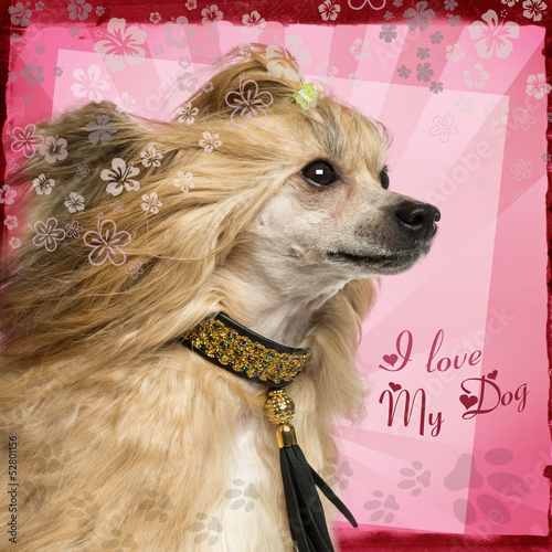 Photo: Close-up of a side view Chinese Crested Dog wearing a collar Close-up of a side view Chinese Crested Dog wearing a collar