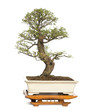 Chinese Elm bonsai tree, Ulmus, isolated on white