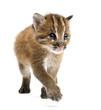 canvas print picture Asian golden cat walking, Pardofelis temminckii, 4 weeks old