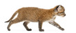 canvas print picture Side view of an Asian golden cat walking, Pardofelis temminckii