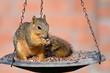 Young Fox Squirrel on bird feeder