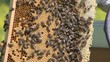 Bienen & Honig / Bees & Honey