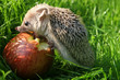 The hedgehog eats an apple