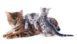 bengal kitten and adult