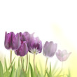 Foto: tulipany tulipany
