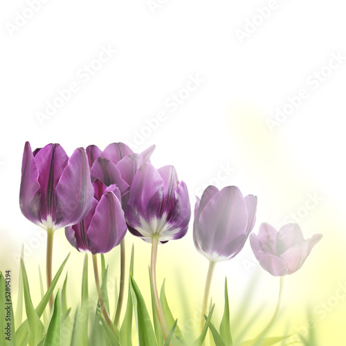 Photo: tulipany tulipany