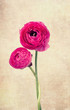 Two single ranunculus flowers on vintage background
