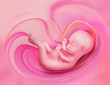 embryo
