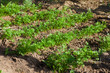 Parsley seedlings