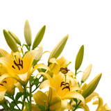 Yellow lily