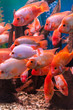 Tropical freshwater aquarium