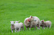 Mother and her Lambs