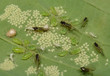 grosses Blattlaus-Treffen