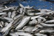 Sardines