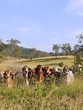 Hidden herd of beef cattle