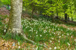 Jardín de narcisos en el bosque. Montseny