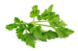 Fresh parsley herb