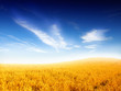 Foto: Wheat field against a blue sky Wheat field against a blue sky