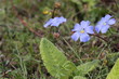 Lothringer Lein (Linum leonii)