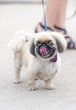 Pekingese dog on walk in city