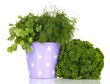 Useful herbs in lilac pail isolated on white