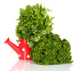 Useful herbs in red watering can isolated on white