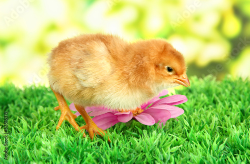 Photo: Little chicken with flowers on grass on bright background Little chicken with flowers on grass on bright background