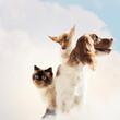 Foto: Three home pets Three home pets