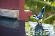 White-throated magpie-jay