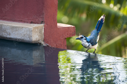 Photo: White-throated magpie-jay White-throated magpie-jay