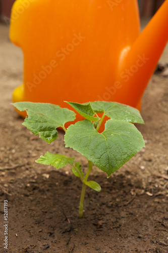Photo: Young cuccumber plant Young cuccumber plant