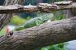 Iguana