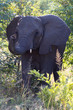 Wild Close Elephant
