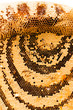sweet honeycombs with honey
