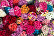 Variety roses