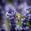 Bee and lavandula flower